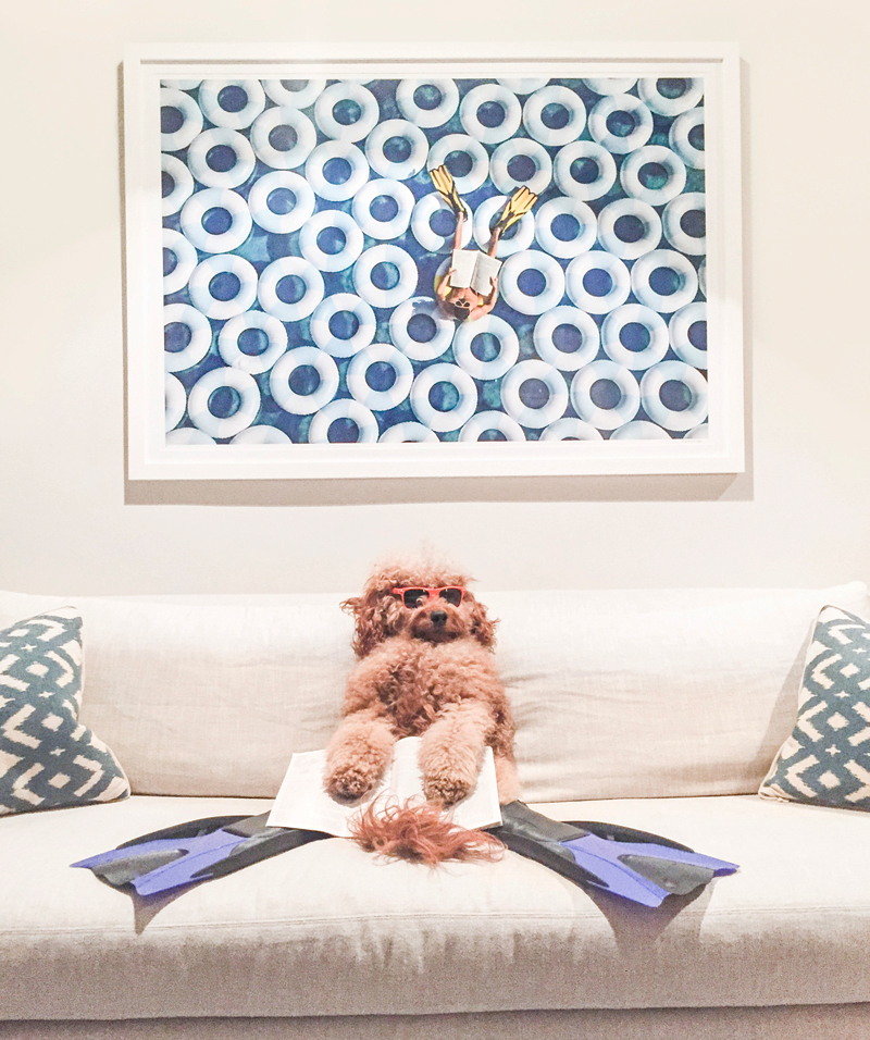 Samson the Dood chilling with his Poolside print