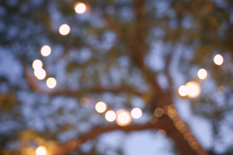 Decorative Lights in Trees at Surf Lodge