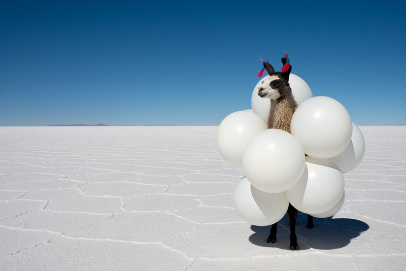 Llama White Balloons print, Gray Malin - See the chicest GM inspired costumes for Halloween