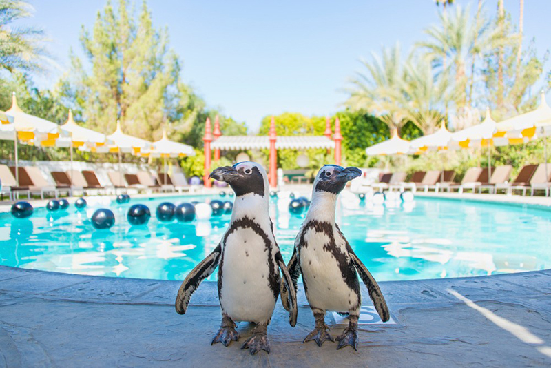 Pool Boys print, Gray Malin - Palm Springs City Guide