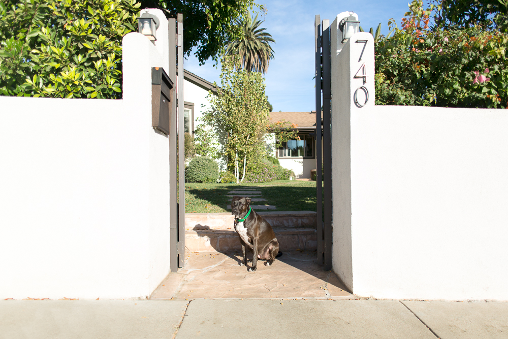 Street Safe - Dog Training Tips