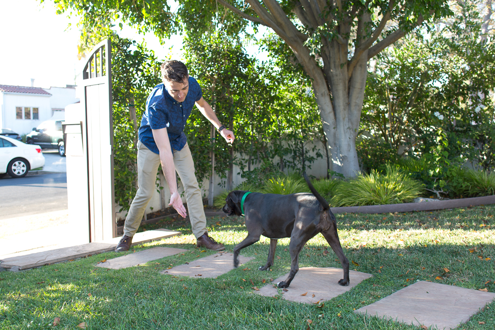 Keep your dog Street Safe with these Dog Training Tips