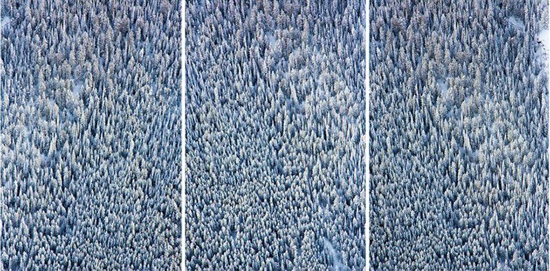 Aspen Trees Triptych | 10 GM Prints that will get you in the holiday spirit