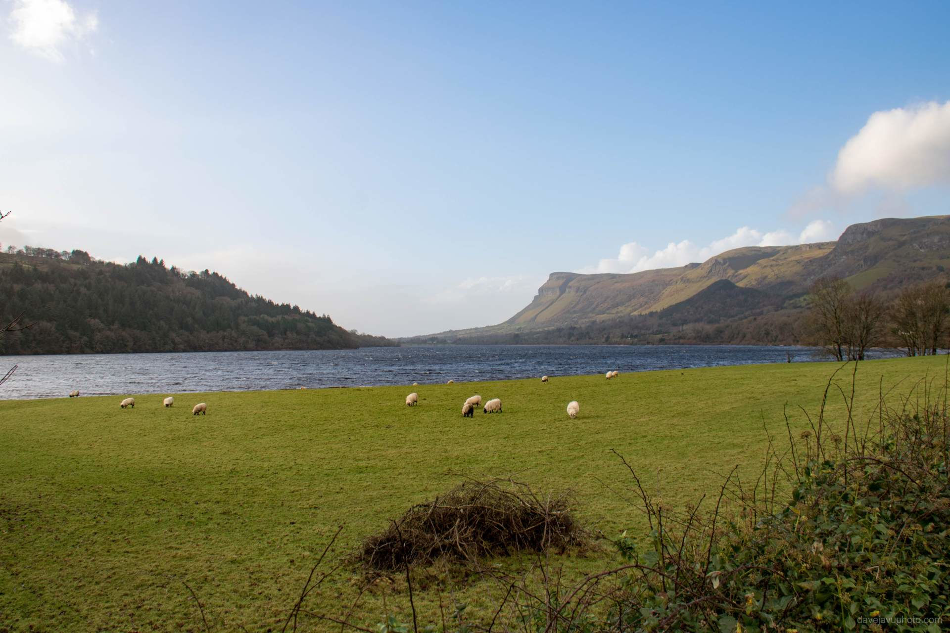 Sheep Grazing by a Highland Loch