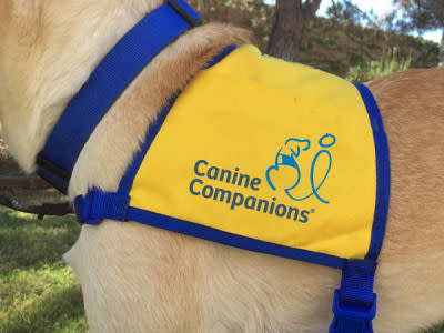 canine companion vest