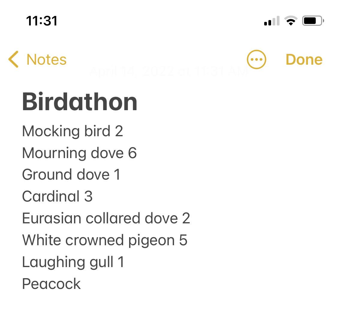 Audubon Birdathon Kelly Cox