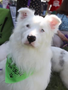 Bark in the Park — Tower Grove Park