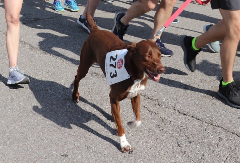 Bark in the Park — Tower Grove Park