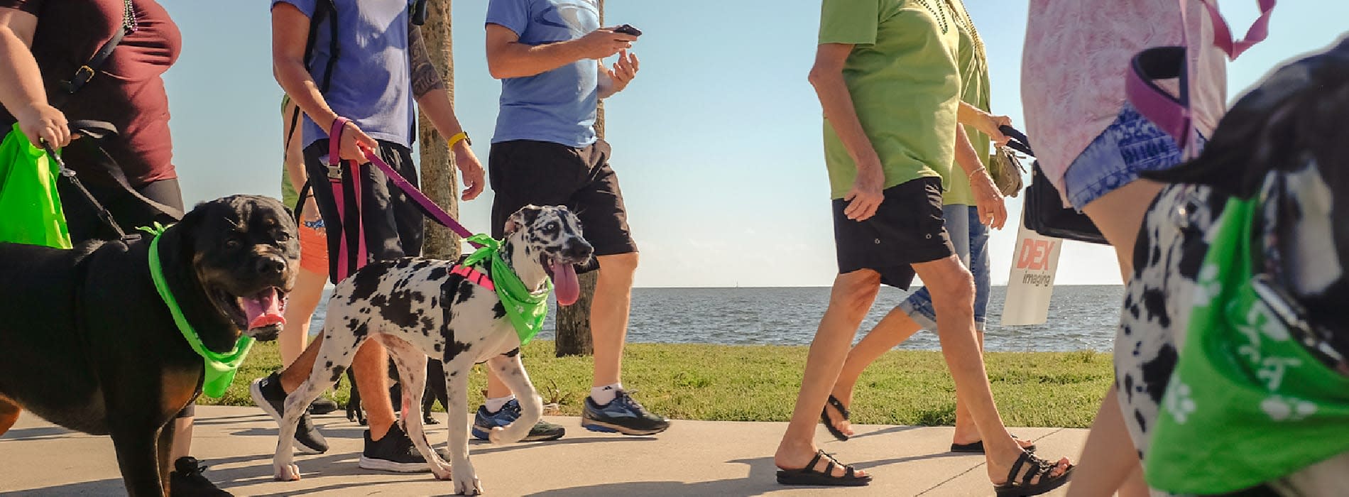 Pet Walk