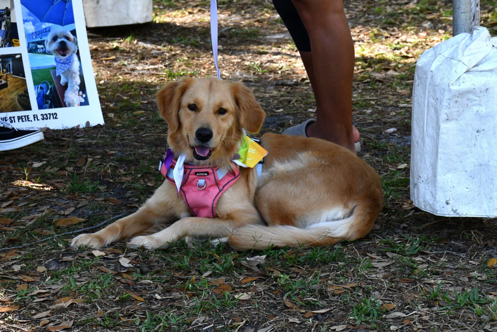 Pet Walk 2025