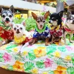 Aloha Chihuahuas