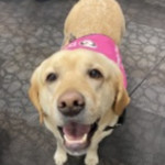 Lucy the Therapy Dog