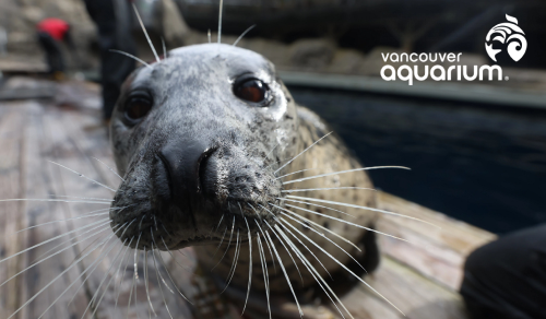 Vancouver Aquarium