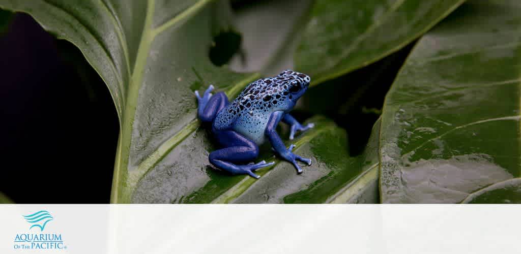 Blue and black frog perched on leaf, showcasing vibrant colors and unique patterns in nature.