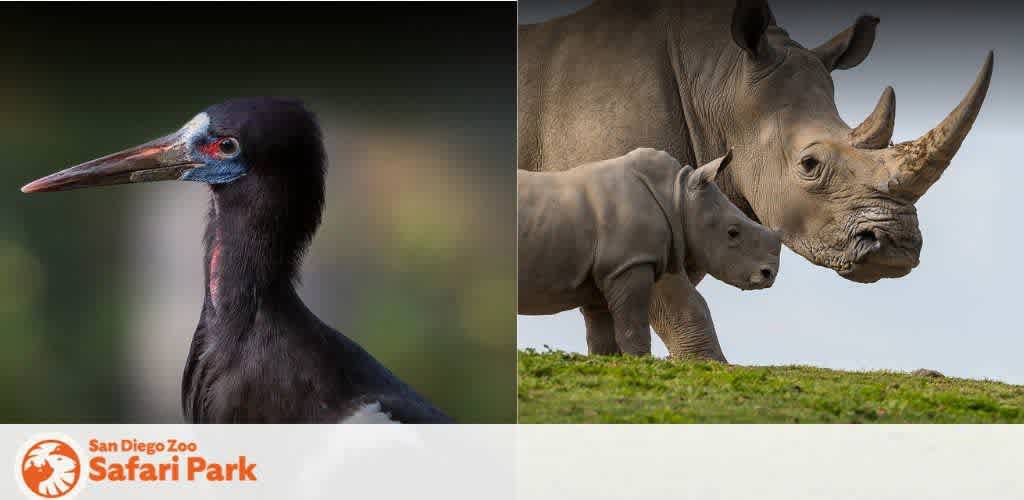 Image Description: This composite image features two separate scenes from the San Diego Zoo Safari Park on either side. On the left, there's a close-up photograph of a bird with sleek black feathers, a long dark beak, and distinctive blue and red markings around its eyes, which suggest it may be an avian species found in the park. On the right, there's an image of two rhinoceroses, an adult and a younger calf, standing on grassy terrain. The adult rhino's profile is prominent with a sizable horn pointing upwards and textured skin that exemplifies the robust nature of these magnificent creatures. They appear to be on a gentle incline with the sky in the background, indicating an open habitat environment.

Random Sentence: Enjoy exclusive savings on your next adventure with GreatWorkPerks.com, where you'll find the lowest prices on tickets to amazing destinations like the San Diego Zoo Safari Park!