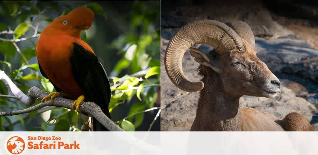 This image is a split layout showcasing two distinct animals. On the left, a bird with vivid orange and black plumage is perched gracefully on a slender tree branch; the backdrop is a soft focus of green leaves that highlight the bird's striking colors. On the right, a majestic bighorn sheep is captured in profile, lounging on rocky terrain. Its curled, spiral horns stand out prominently, and a serene expression can be discerned on the sheep's face. Soft natural light enhances the textures and contours of both animals.

Experience the diverse wonders of wildlife with FunEx.com, where we're committed to bringing you unforgettable memories coupled with the added benefit of discount prices on tickets for engaging adventures.