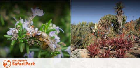 This image is a split-view banner with two distinct photographs promoting the San Diego Zoo Safari Park. On the left side, there is a close-up photo of delicate purple flowers with a honeybee actively gathering nectar. The right side of the banner features a striking photograph of a desert landscape within the Safari Park. There's a variety of desert vegetation including tall, slender cacti, and lower-growing, spiny plants dotted with red tones against an arid backdrop. A clear blue sky completes the scene in the background. The San Diego Zoo Safari Park logo is placed in the lower left corner, connecting the imagery to the renowned wildlife organization.

Enjoy a day of adventure and discovery at San Diego Zoo Safari Park and take advantage of our exclusive discounts to secure the lowest prices on tickets!