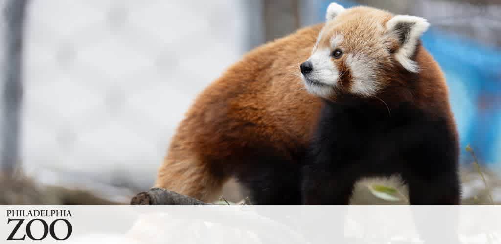 A red panda standing outdoors with its body turned away but looking to the side, showcasing its reddish-brown fur and white facial markings.