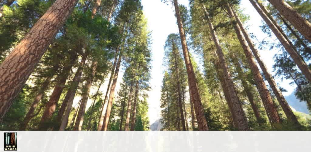 This image displays a majestic view of towering trees in a dense forest. The perspective is looking upward into the sky, showcasing the trees' impressively tall and straight trunks with rough brown bark. A canopy of lush green needles from these giant conifers fills the top of the image, with dapples of blue sky peeking through. The sun filters through the foliage, casting a soft light throughout the scene. A serene and natural atmosphere is conveyed by the stillness among the trees.

Ensure your nature escape is as affordable as it is breathtaking by choosing GreatWorkPerks.com for the lowest prices on tickets and unbeatable savings.