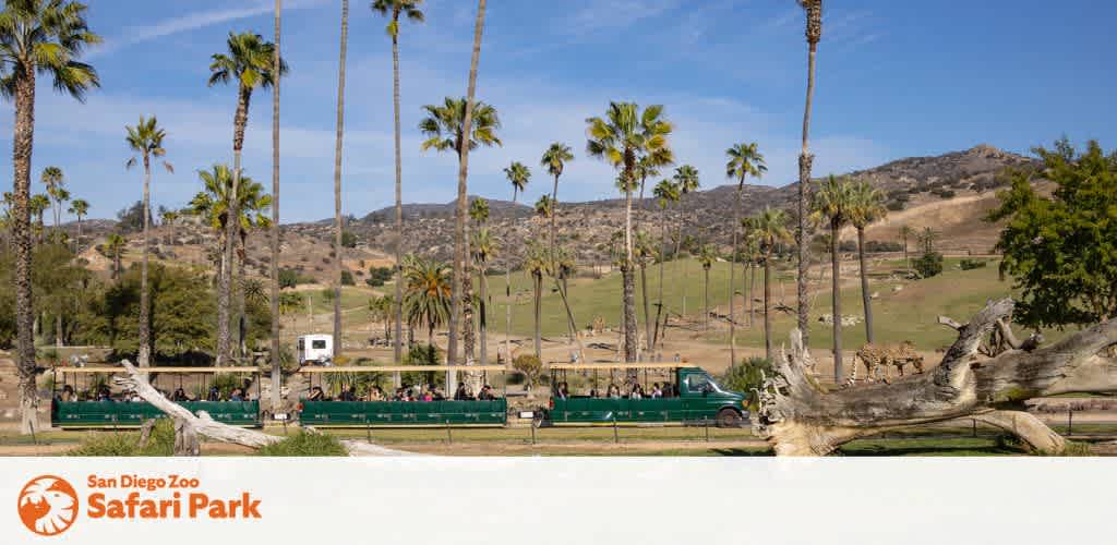 This image displays a sunny day at the San Diego Zoo Safari Park. In the foreground, a series of tall, slender palm trees stretches across the scene, providing a tropical ambiance. A caravan of green open-air safari trucks lined up is visible, filled with passengers enjoying a guided tour. The trucks are traversing a well-manicured pathway alongside a low white barrier. In the background, the rolling hills are dotted with sparse vegetation and a few additional palm trees under a clear blue sky. Spotted in the mid-ground are animals that appear to be giraffes mingling and grazing within an expansive enclosure, adding to the authentic safari experience showcased in the photo.

At FunEx.com, we're dedicated to helping you discover adventures like these at the lowest prices—our exclusive discounts mean you can enjoy amazing experiences and secure your tickets without breaking the bank.