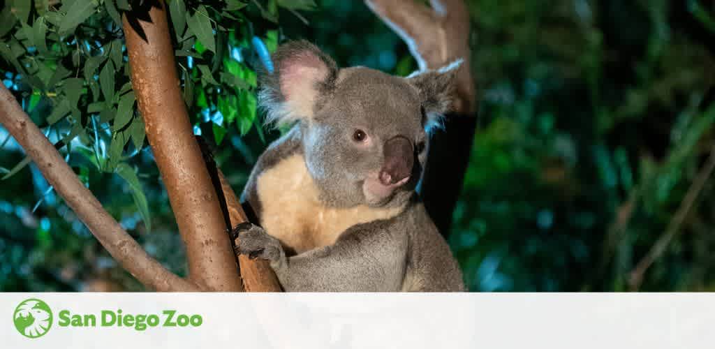 Koala perched on a tree branch at night with illuminated green leaves in the background, associated with the San Diego Zoo.