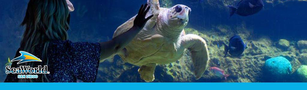 Person watches large turtle and fish in an aquarium with SeaWorld logo.