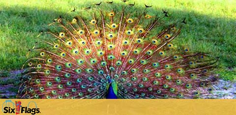 Six Flags Great Adventure discount tickets