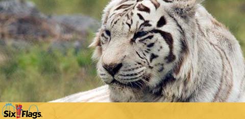 Six Flags Great Adventure discount tickets