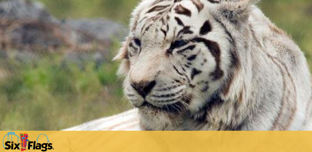 Six Flags Great Adventure discount tickets
