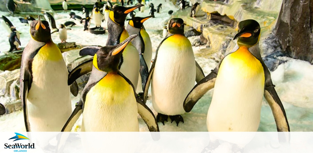 Group of penguins on icy terrain at SeaWorld Orlando.