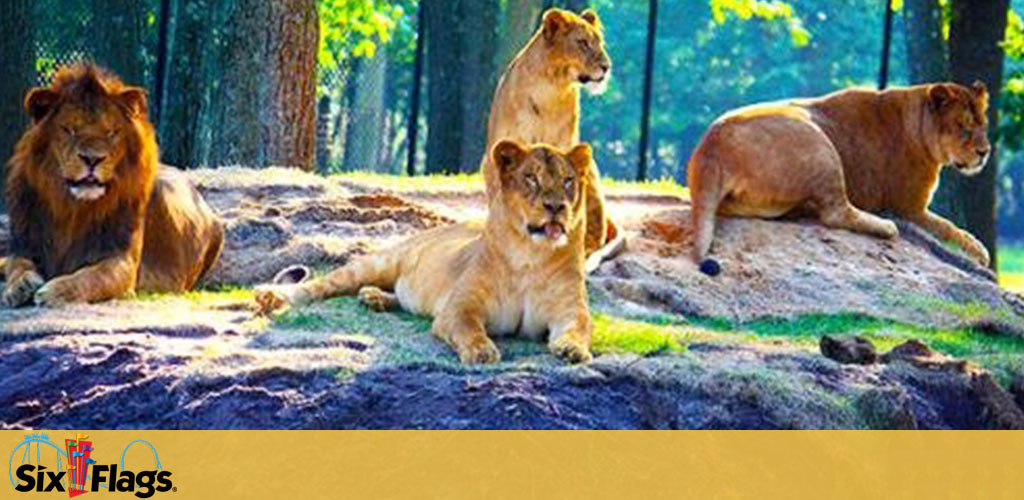 Six Flags Great Adventure discount tickets