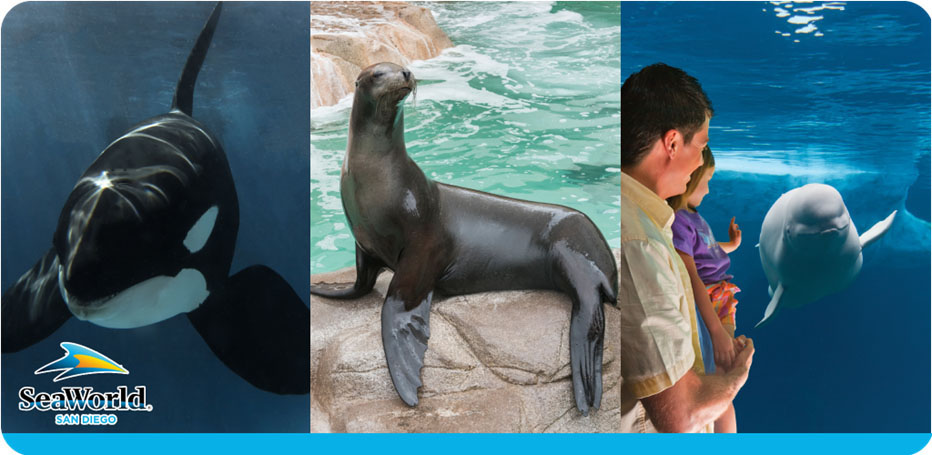 A collage of SeaWorld creatures: An orca, a sea lion, and a beluga whale with visitors.