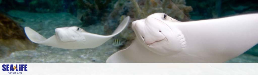 An underwater view at SEA LIFE Kansas City showcasing two stingrays gliding through the water with their fins elegantly extended. On the left, a smaller ray; on the right, a closer, larger one. Both rays face forward displaying serene expressions. A faint silhouette of a fish can be seen in the background.