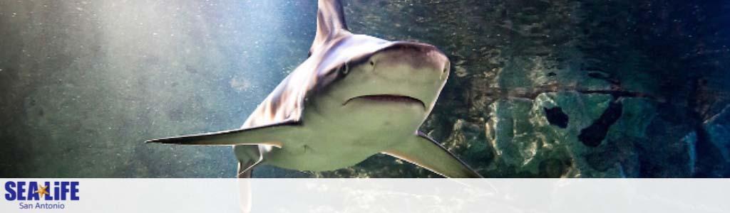 Banner image featuring a close-up of a shark swimming in clear blue water with rocks visible in the background. Text on the image reads SEA LIFE San Antonio. The image conveys an underwater atmosphere and promotes an aquatic attraction.