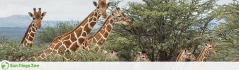 Image features four giraffes with a backdrop of clear sky and sparse trees. The tallest giraffe stands to the left, while two giraffes peek their heads from bushes in the middle, and a fourth giraffe is to the right. The San Diego Zoo logo is at the bottom left corner, indicating the location.