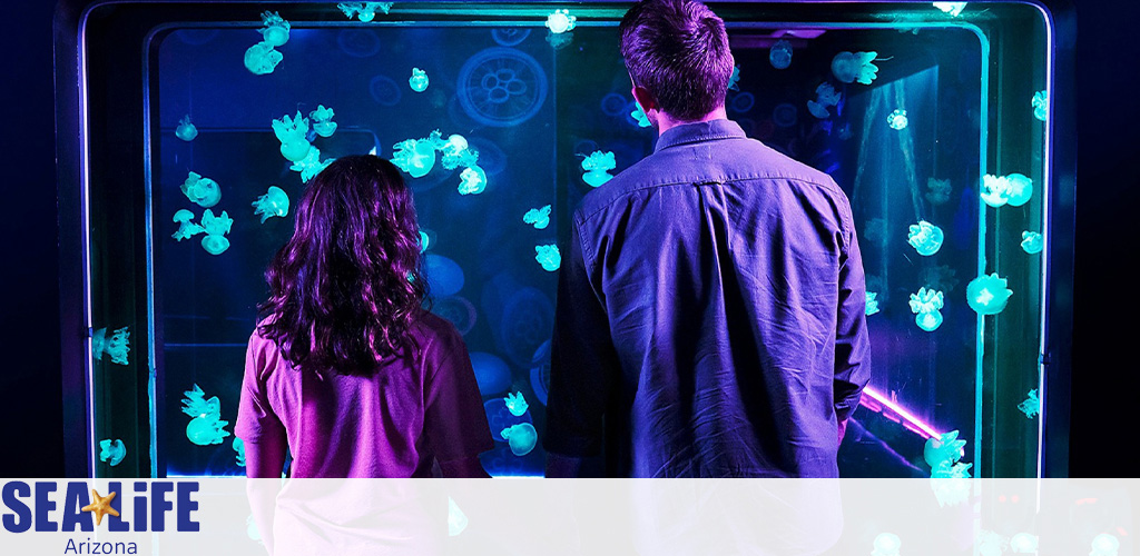 Two individuals are standing in front of an illuminated jellyfish tank at SEA LIFE Arizona. The tank's blue light highlights the delicate features of the floating jellyfish.