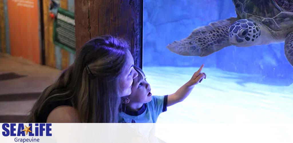 A woman and child are engaged and smiling as they observe a large sea turtle swimming behind glass at SEA LIFE Grapevine aquarium. The child points excitedly at the turtle, highlighting a moment of discovery and interaction with marine life.