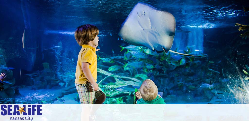 A child in a yellow shirt stands in awe as a stingray glides by in a large aquarium at SEA LIFE Kansas City. Another youngster in a green shirt crouches closer to see the aquatic life, including various fish swimming in the clear water behind the glass. The vivid underwater ambiance highlights the marine beauty, captivating the children's attention.