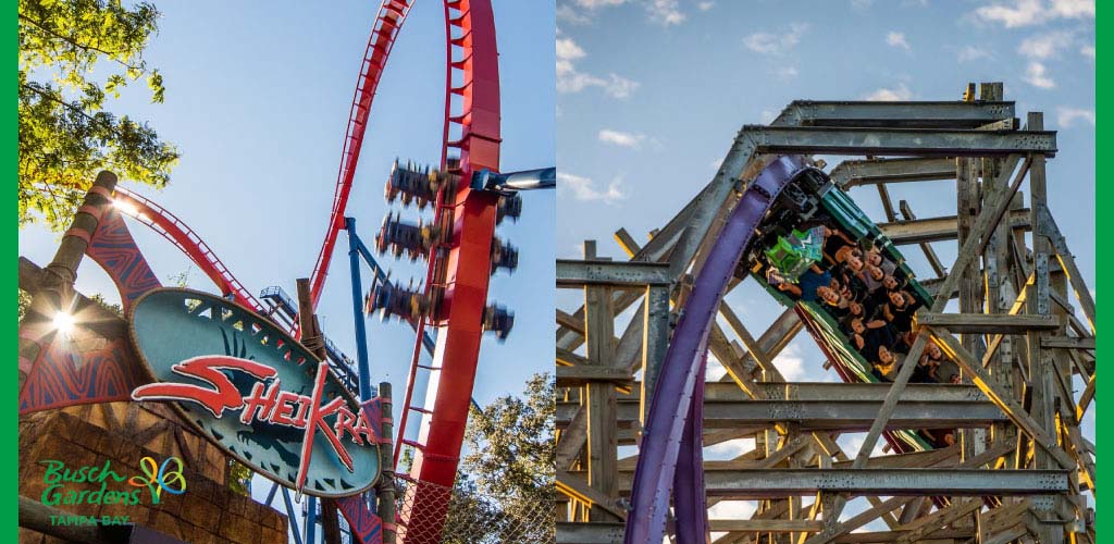 Roller coasters at Busch Gardens Tampa Bay: SheiKra in motion and riders on a wooden coaster.