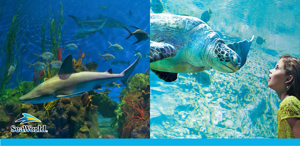 Split image with SeaWorld logo. Left: Underwater view with various fish and a prominent shark amid coral. Right: A child gazes in wonder at a large sea turtle swimming close to the glass in a clear blue aquarium setting.