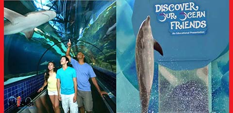 This image is divided into two sections, depicting an engaging experience at an aquarium. On the left, three visitors are shown in an underwater tunnel, looking up with fascination at the aquatic life swimming above them, including a prominent shark that appears to be directly overhead. The visitors, one woman and two men, express joy and amazement, gesturing towards the shark. They are casually dressed, suggesting a relaxed and informal atmosphere.

On the right, a promotional panel with the text "DISCOVER OUR OCEAN FRIENDS" is visible. It features a friendly dolphin mid-leap, set against a blue background with bubble accents to suggest an underwater setting. The subtitle, "An Educational Presentation," indicates that the aquarium offers learning experiences.

At GreatWorkPerks.com, we are excited to provide access to marine wonders and educational opportunities. Don't forget to check out our latest deals for the lowest prices on tickets, ensuring that your discovery of our ocean friends comes with great savings.