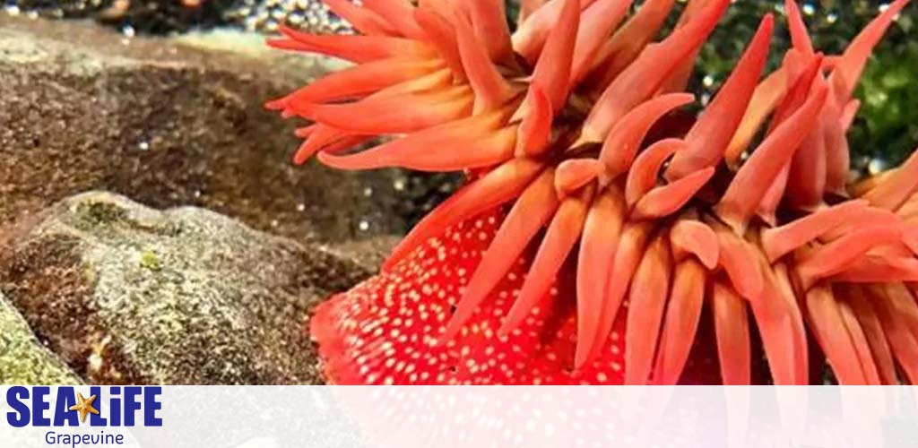 A vibrant image showcasing a sea anemone with bright red and orange tendrils on the right side, partially blurred in the background to focus on the anemone's body that is dotted with white spots. A subtle watermark reads SEA LIFE Grapevine on the bottom left.