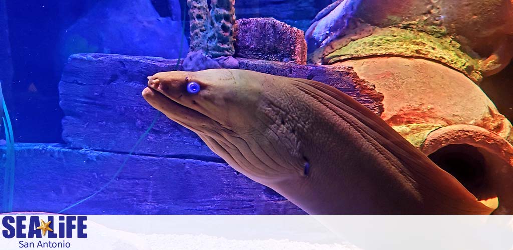 Image of a brown moray eel emerging from rock structures in a blue-tinted aquarium environment at SEA LIFE San Antonio. The eel's head is visible in profile with its mouth slightly open, showcasing its smooth skin and pointed snout.