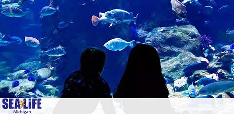 Two individuals are silhouetted against a large aquarium tank filled with various fish and marine life. In the foreground, the vivid blue water sets a calm, underwater scene as aquatic creatures swim amongst the rocks. The SEA LIFE Michigan logo is visible at the bottom.