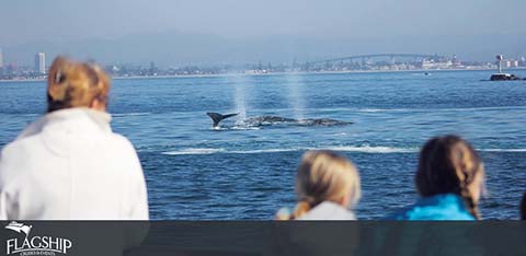 Image Description: This is a photograph of a whale-watching experience taken from the perspective of the viewers on the boat. In the foreground, there are three individuals seen from behind as they gaze out at the sea. The person on the left appears to be an adult and the other two, to their right, seem to be children. They are all looking into the distance where a large whale's tail is visible above the ocean's surface. The whale's tail is centered in the shot, and a spray of water can be seen coming from the whale, indicating that it may have just surfaced to breathe. The background features a hazy skyline of a city and the calm sea, creating a serene maritime setting. The upper left corner of the image includes the word "FLAGSHIP."

Endnote: Enjoy unforgettable marine adventures at the lowest prices. Visit GreatWorkPerks.com to find exclusive discounts and savings on whale-watching tickets.