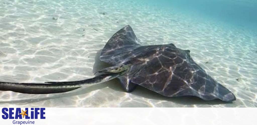 Image shows a stingray gliding through shallow clear waters over a sandy bottom. The logo for SEA LIFE Grapevine is visible, indicating an affiliation with an aquarium or marine life center.