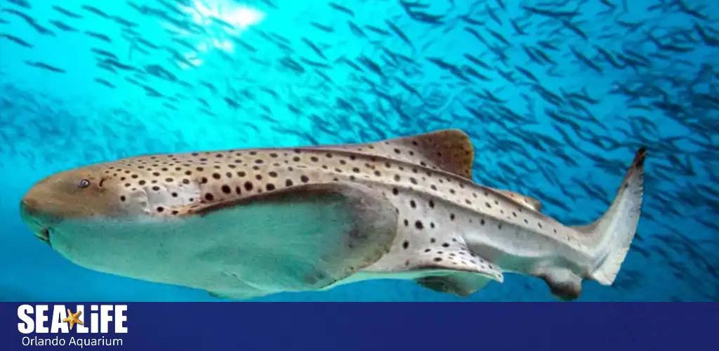 A speckled zebra shark swims in a clear blue aquarium with small fish in the background.