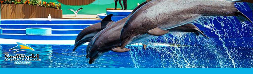 Dolphins leaping above water at SeaWorld San Diego performance.