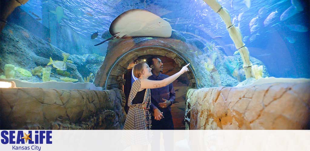 A woman and man stand inside a curved, transparent underwater tunnel at SEA LIFE Kansas City. They appear amazed as they gaze at a variety of aquatic life, including stingrays and fish swimming overhead and around them. The blue hues of the water add to the immersive oceanic experience. The SEA LIFE logo is displayed in the lower-left corner.