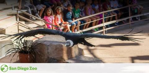 A bird with widespread wings flies low over a rock in a demonstration at the San Diego Zoo, with a group of attentive children seated in the background. The San Diego Zoo logo is visible in the corner.